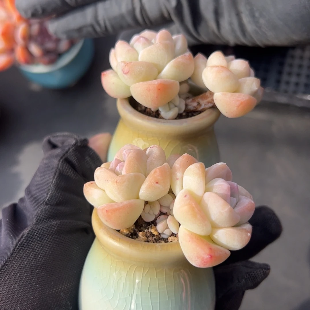 俩个双头冰玉带盆共带8个崽00000000