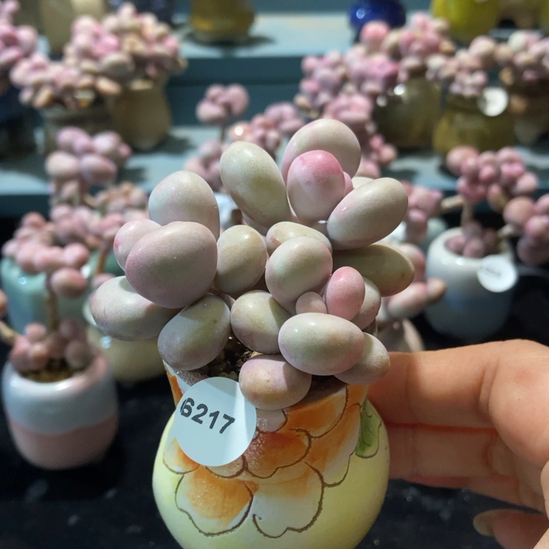 6217腮红腰子蛋带盆土