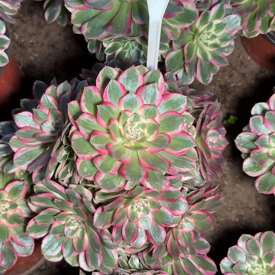 4-169云荷多肉法师多肉法师