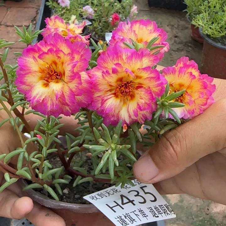 无花朵H435超小苗盆口10cm