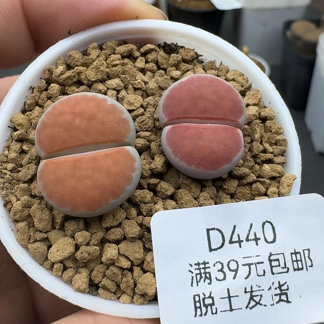 440多肉哈哈哈哈哈哈哈哈哈