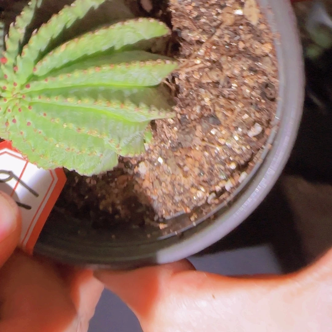 M***n块根植物块根植物