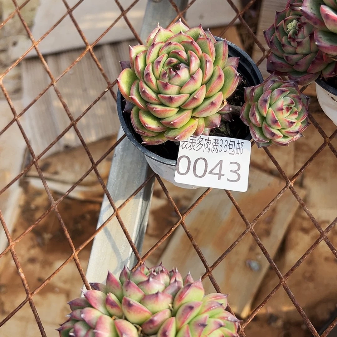 ღ***࿐多肉一物一拍植物0043