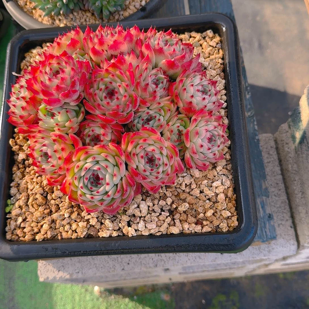 爱**九阿波罗精品老桩多肉