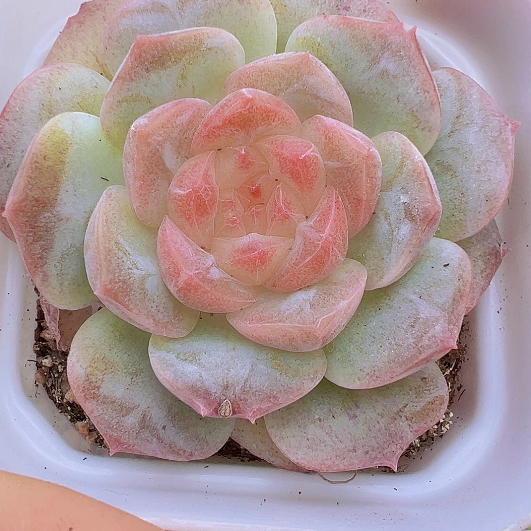 梦幻泡影白盆发货