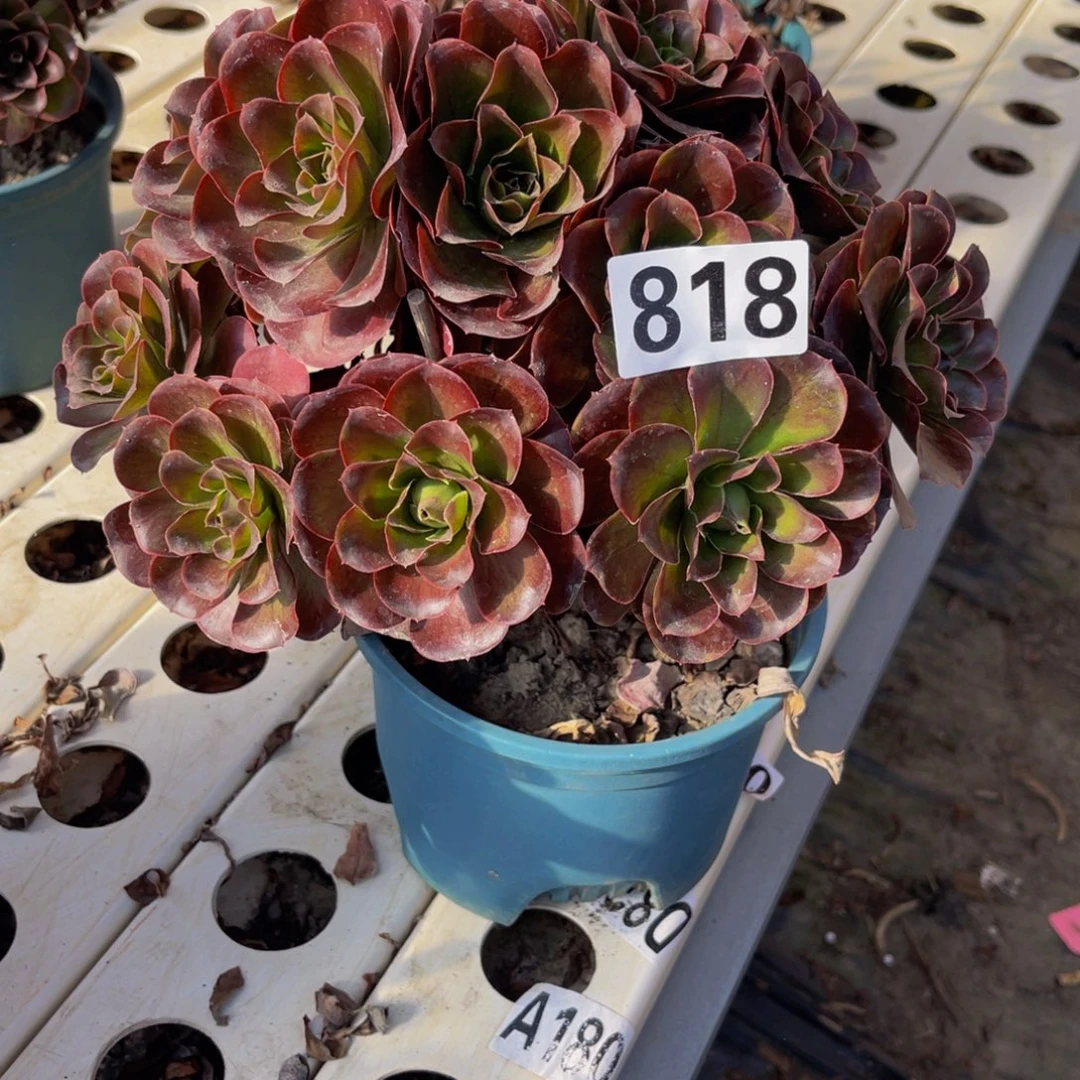 魅金法师7//////40包邮