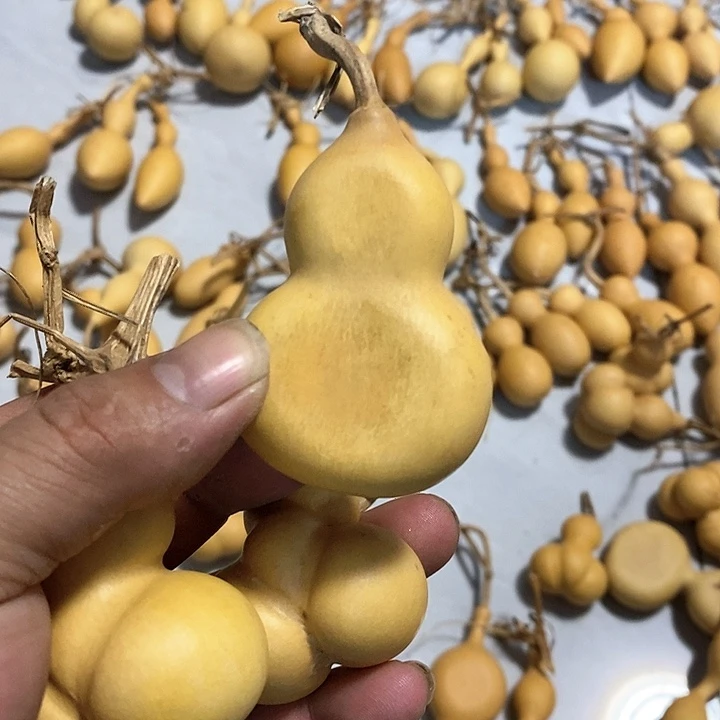 葫芦微瑕小扁葫芦