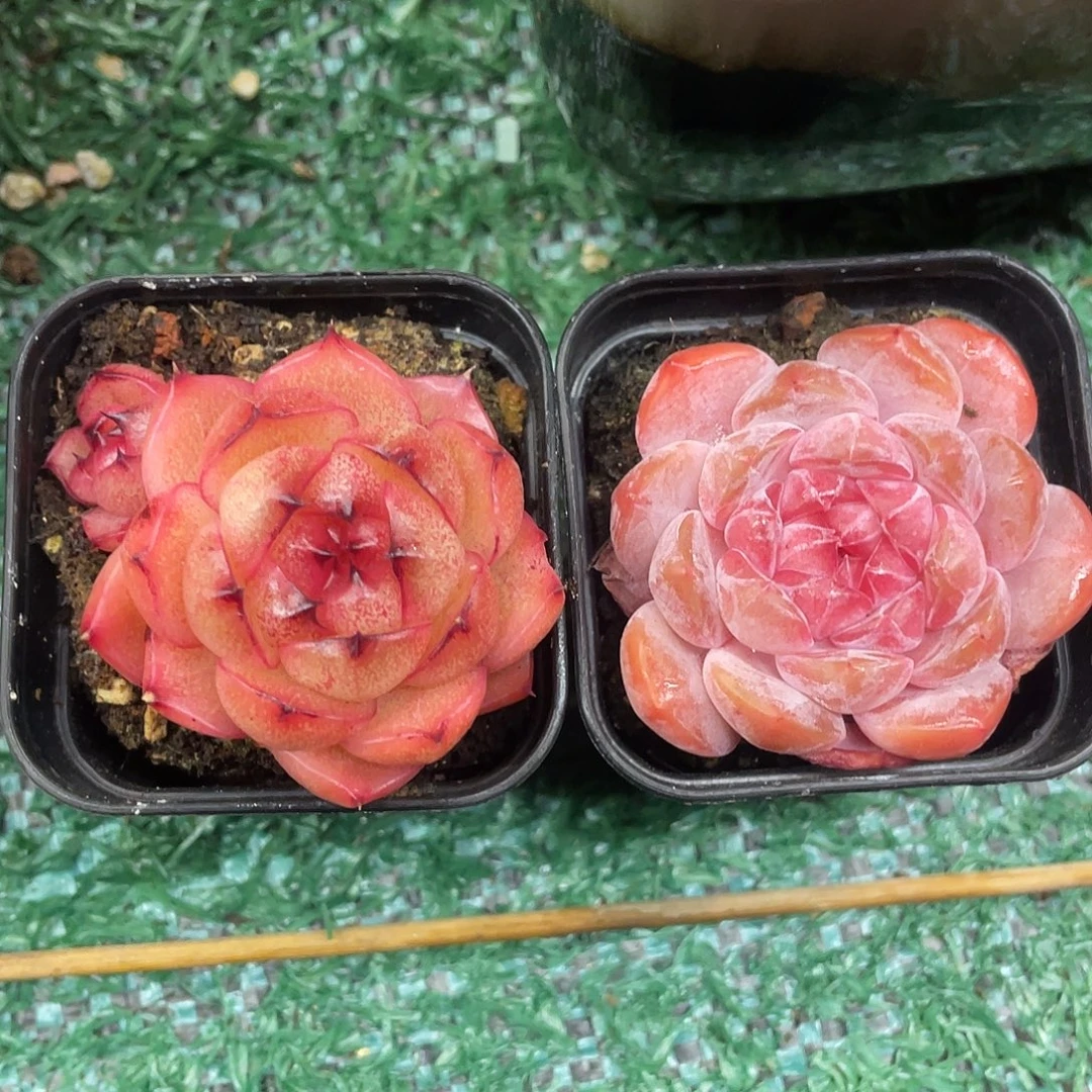 两颗满28包邮非偏远