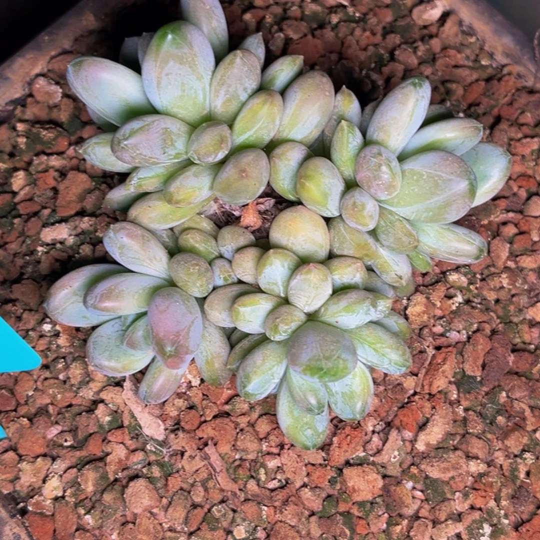 潇**族1909号晚上多肉植物群生多肉