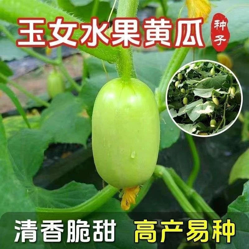 玉女水果黄瓜种子迷你小黄瓜籽生吃脆甜无渣春秋种植盆栽