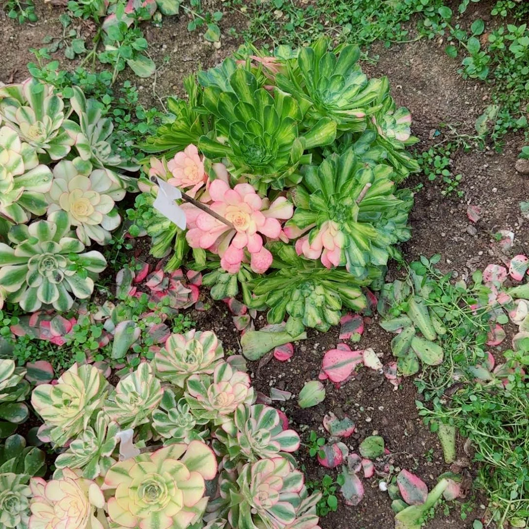 琳***妹知乎哦，多肉植物生长