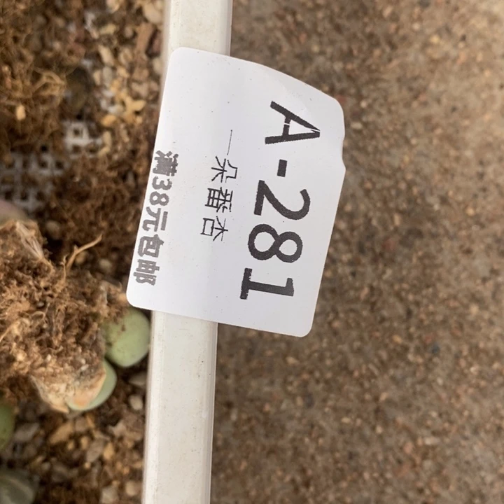 用****533666666666666669998