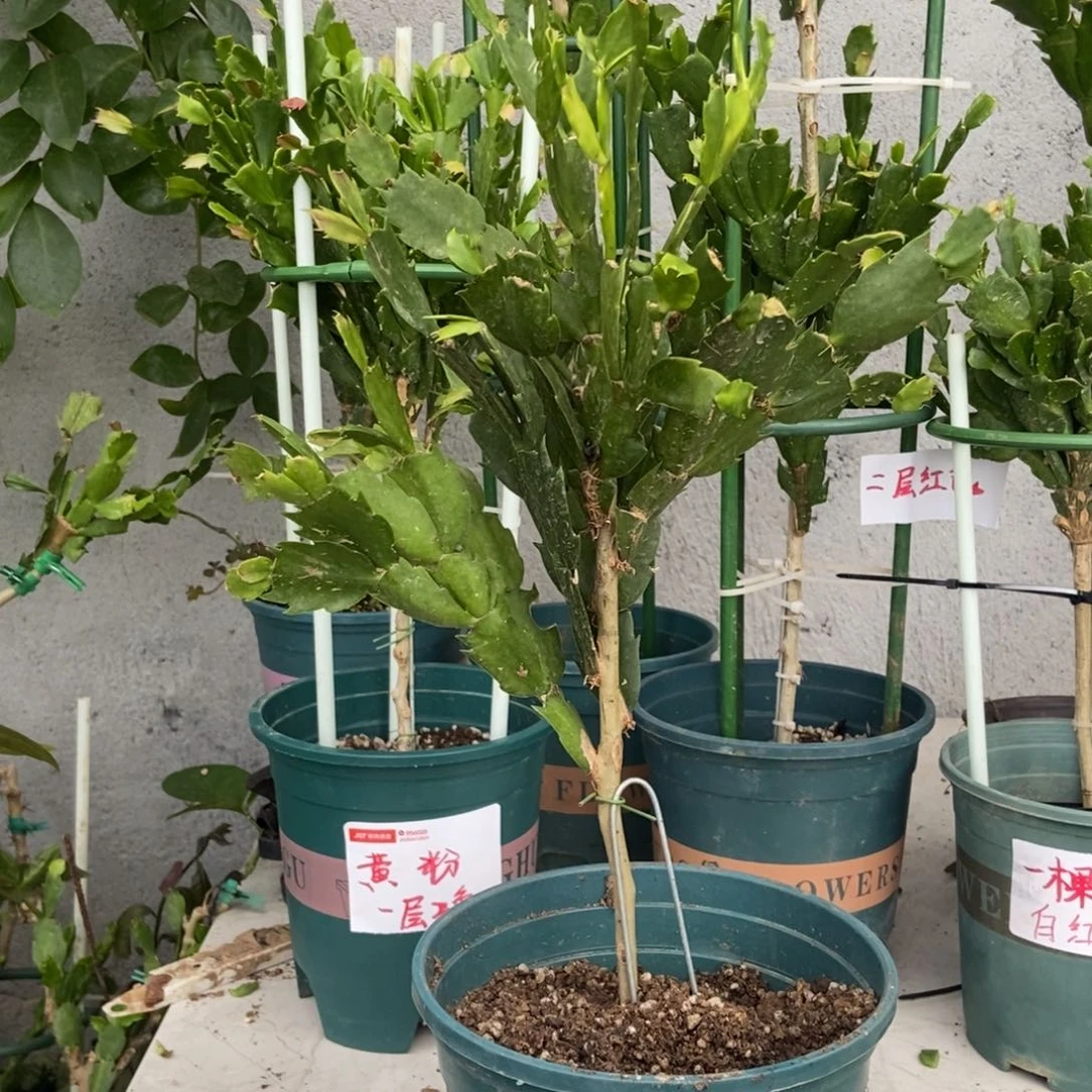 无花朵叶仙嫁接7色原盆原土带支架发货