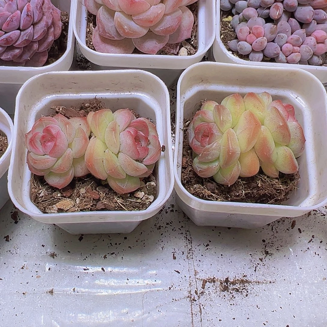 双头精品琴心19包邮