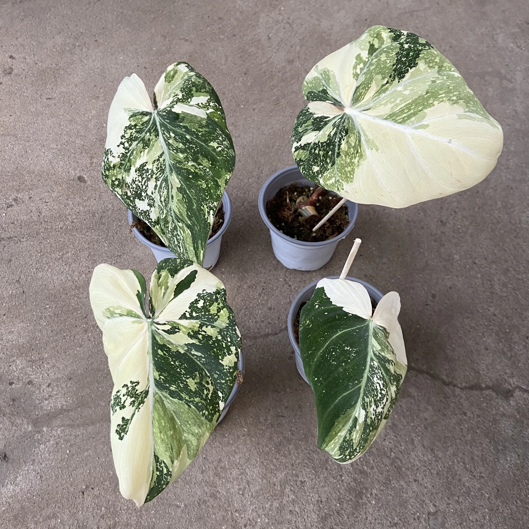 星空油画锦明脉蔓绿绒锦Philodendron gloriosum var.aurea锦化稳