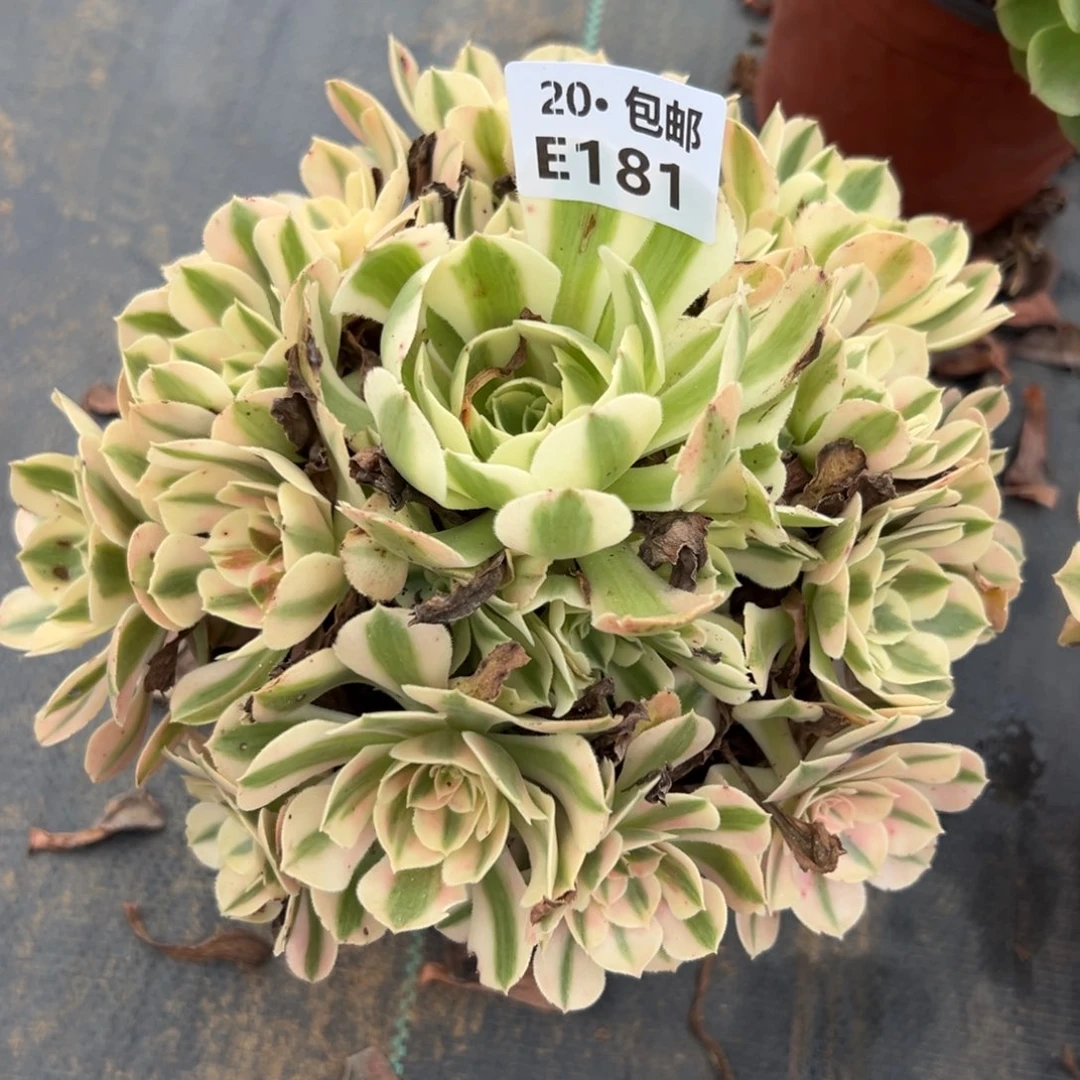 181女巫，满20包邮