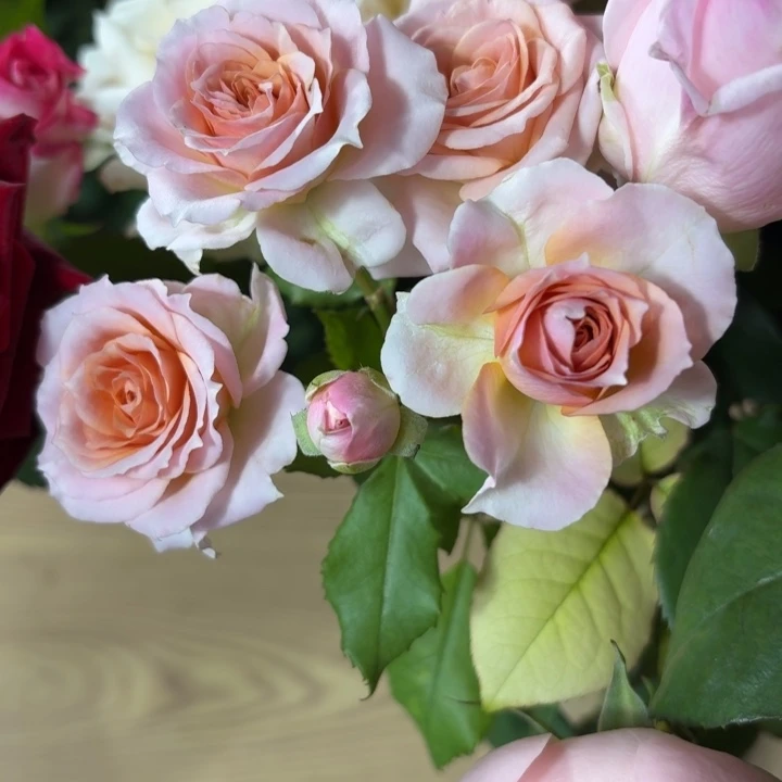 无花朵测品多头小苗