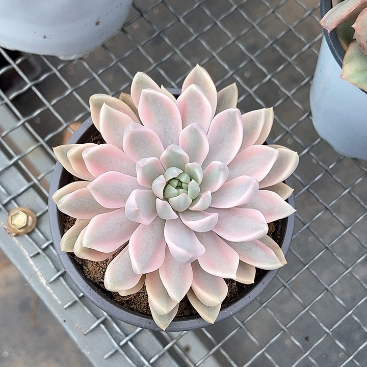 嘉丽娜锦一物一拍