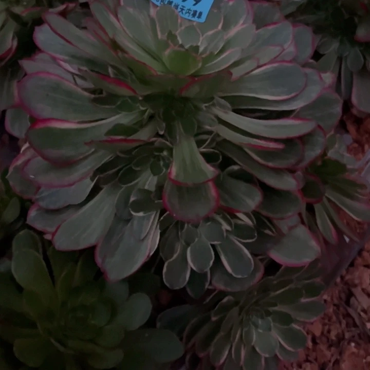 粉花夭9169多肉植物