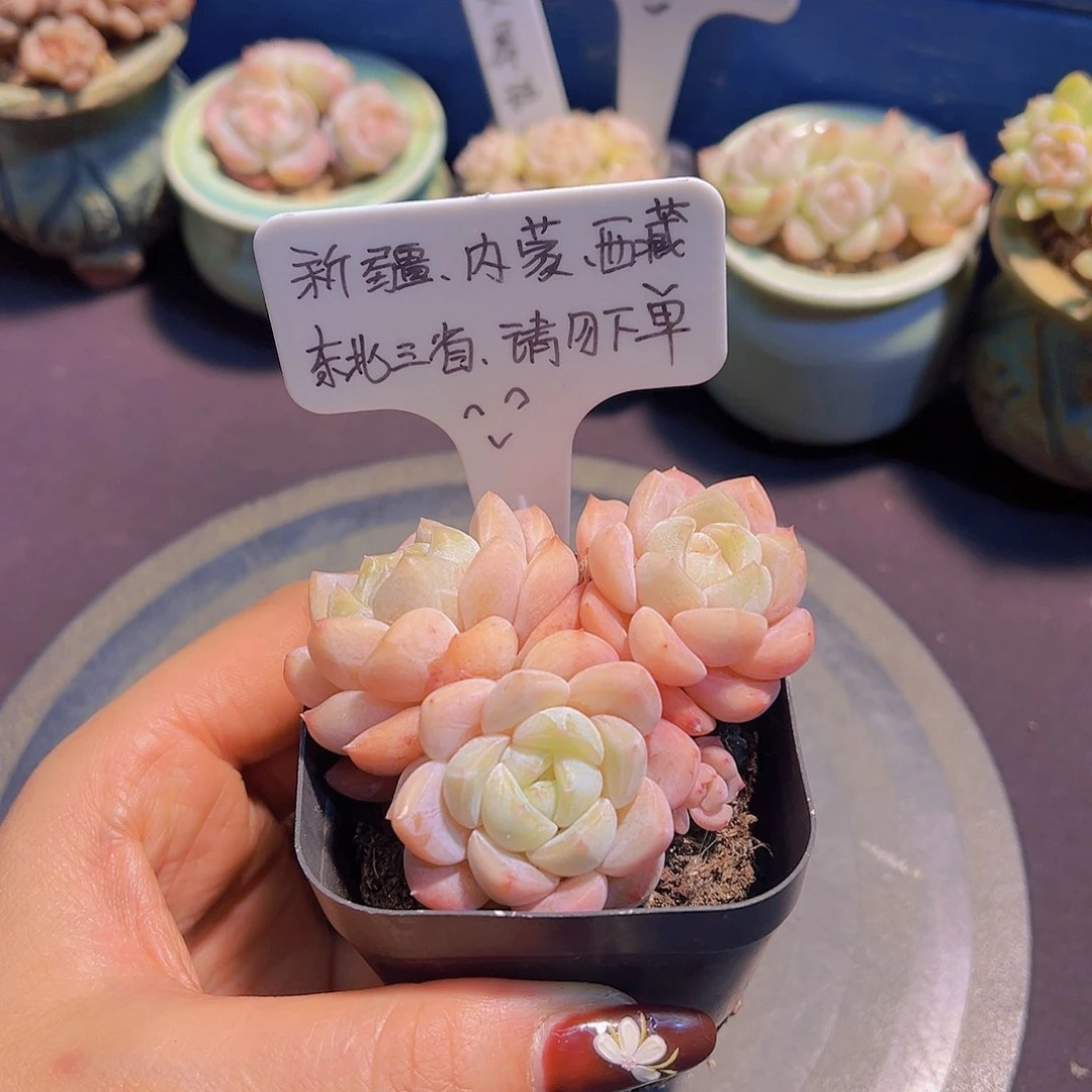 雪魄冰玉，带盆发货，