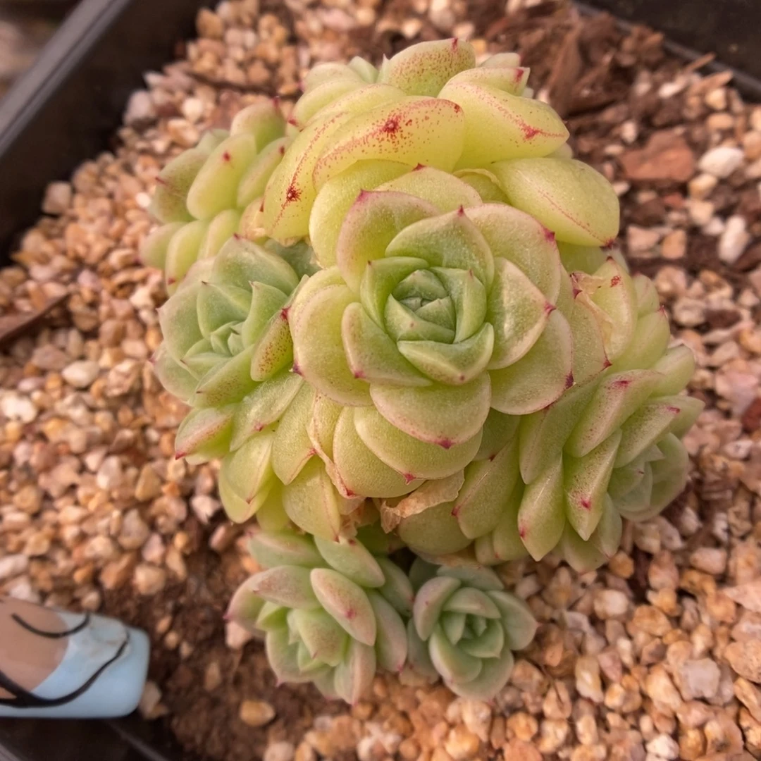 花朵脸麦秆群生602号