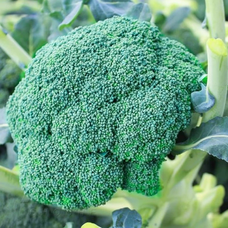 西兰花种籽西兰花种子西南青花菜种籽花籽孑西蓝花秋天秧苗菜种