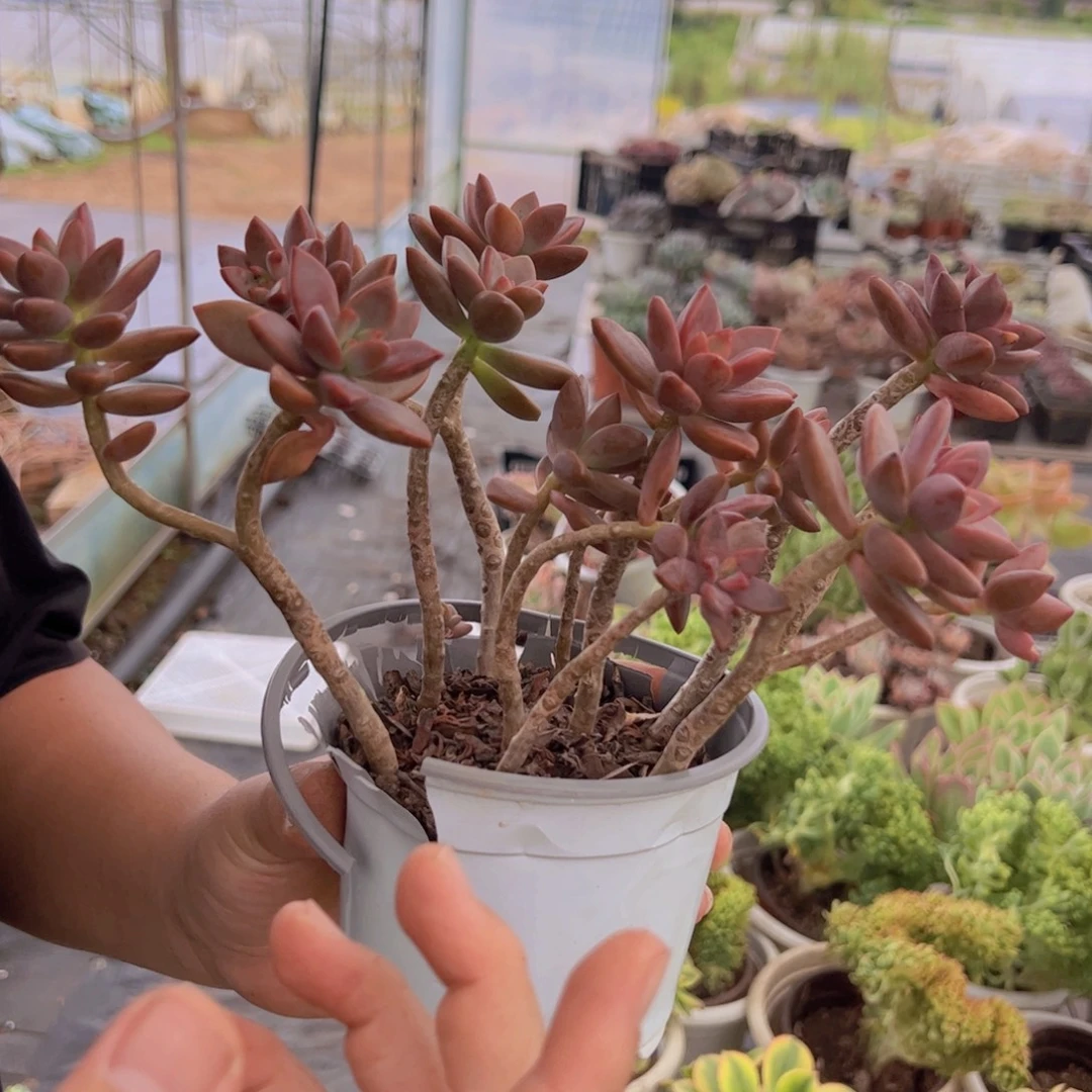 2盆姬隆月 老桩 带盆土