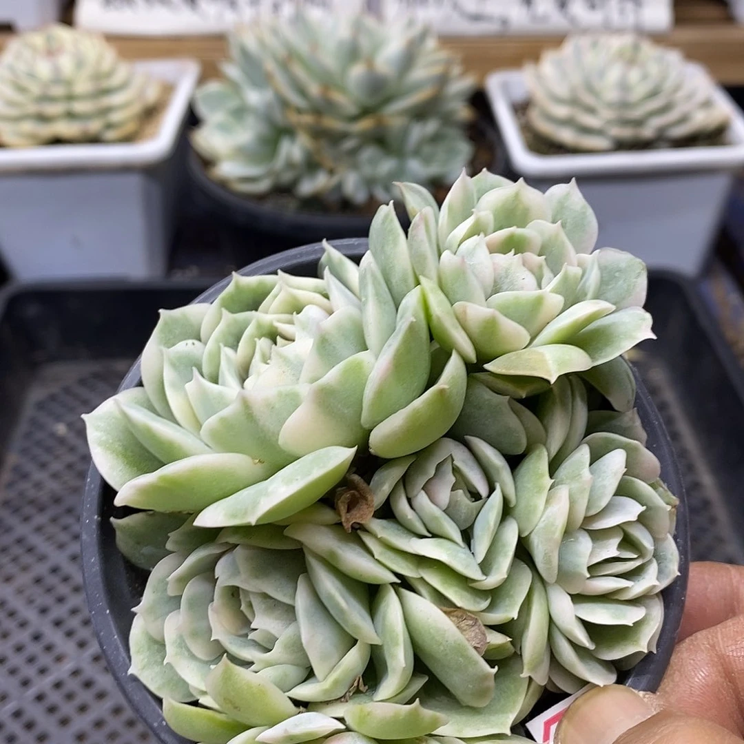 2861 昂斯诺锦 6 头