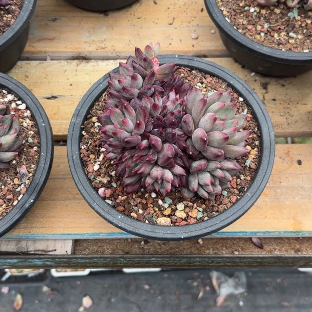 柒*多肉植物11111111