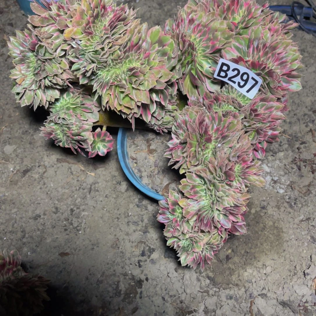 女郎法师16/////12包邮