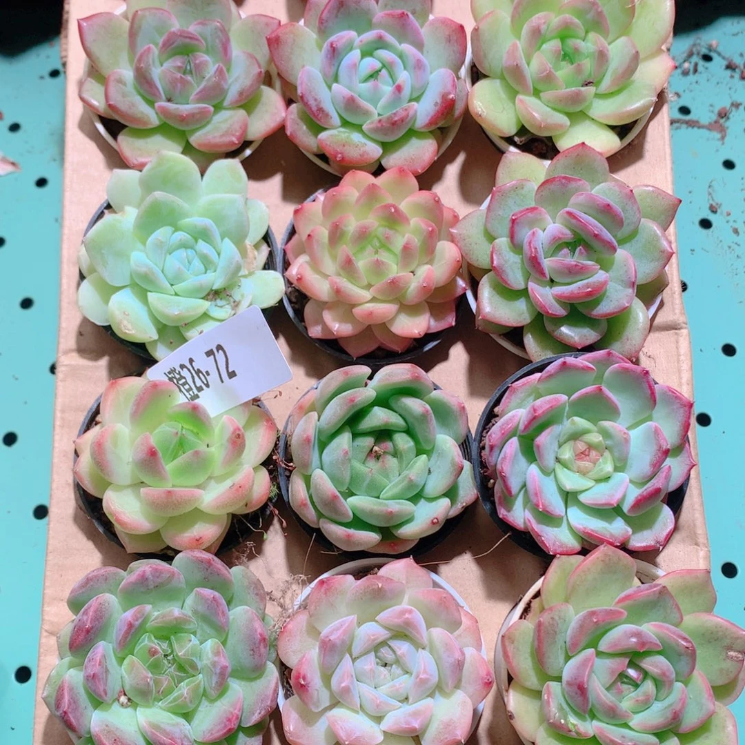 26-72一物一拍多肉带盆18颗