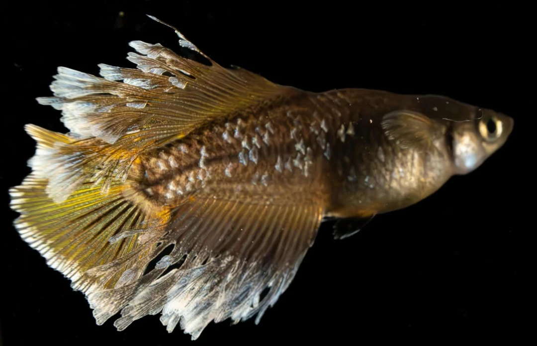 鳉渔水族2号链接