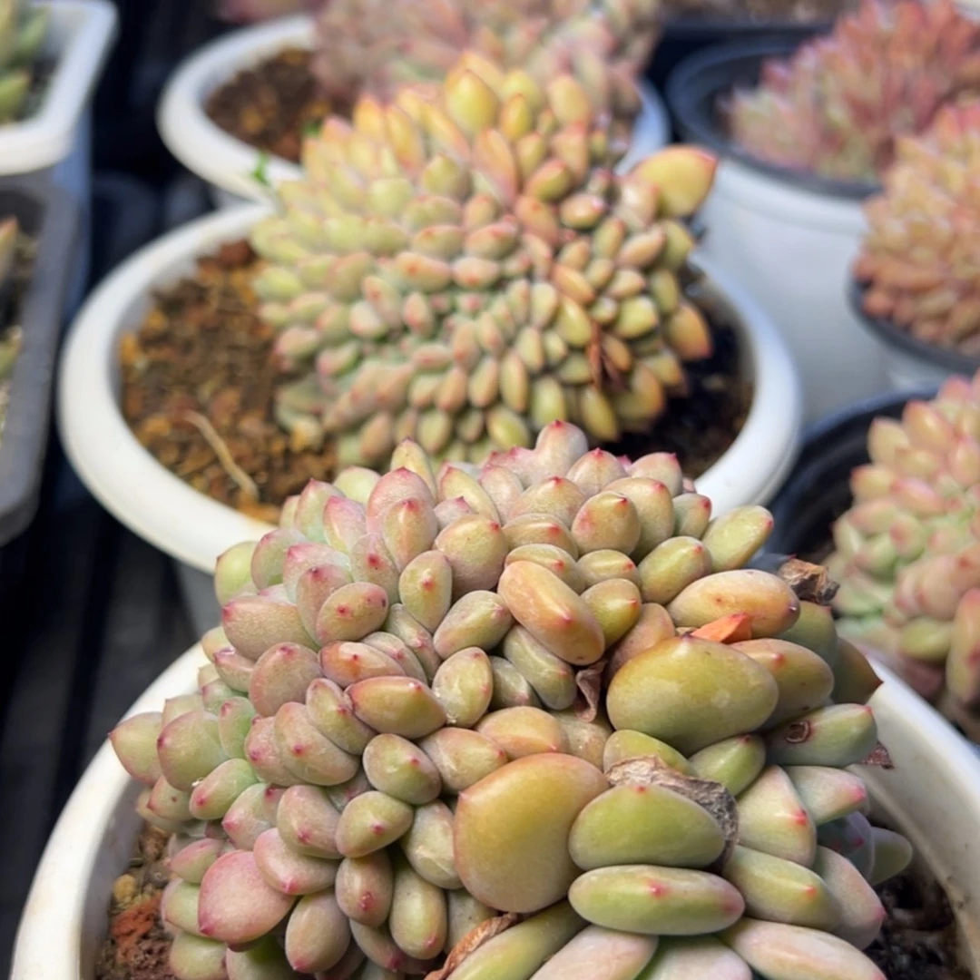 【闪购商品】爱丽儿缀19.8