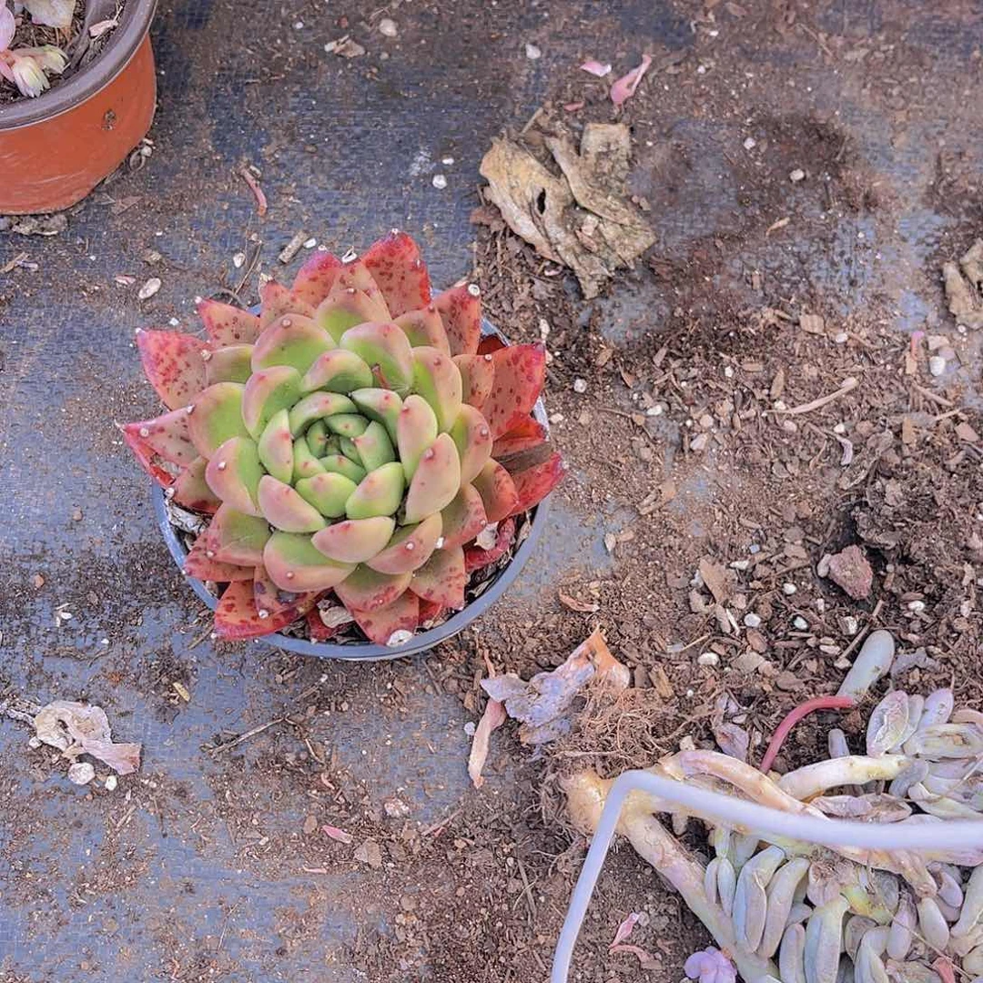 独***®0000000000640