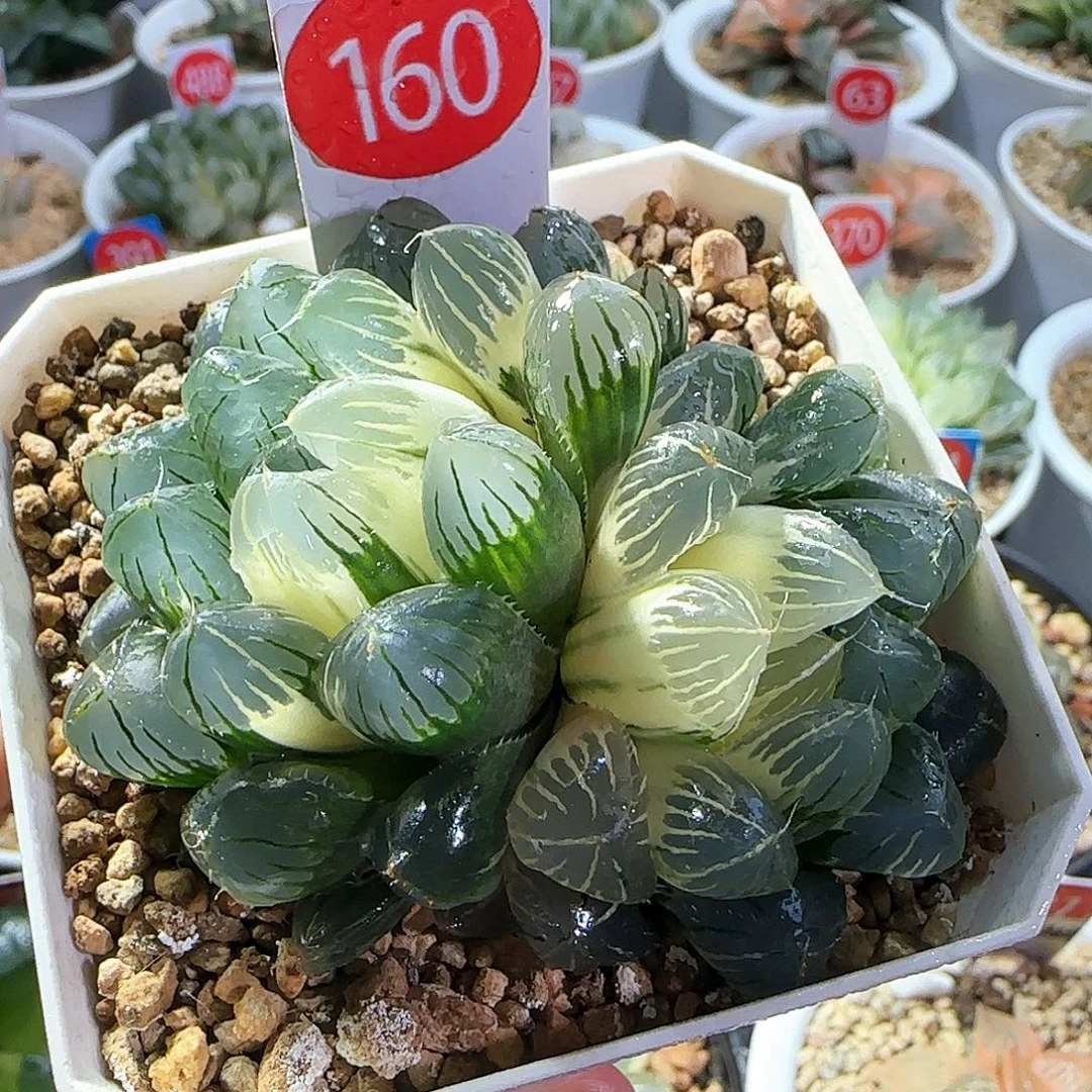 160号花翼玉露锦一物一拍带盆土