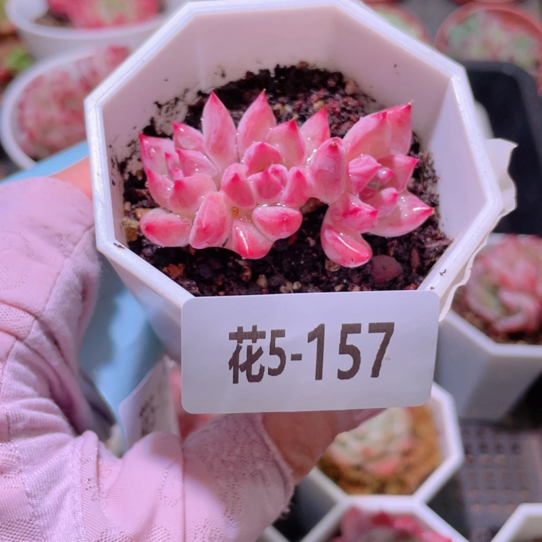 花利美5-157新品