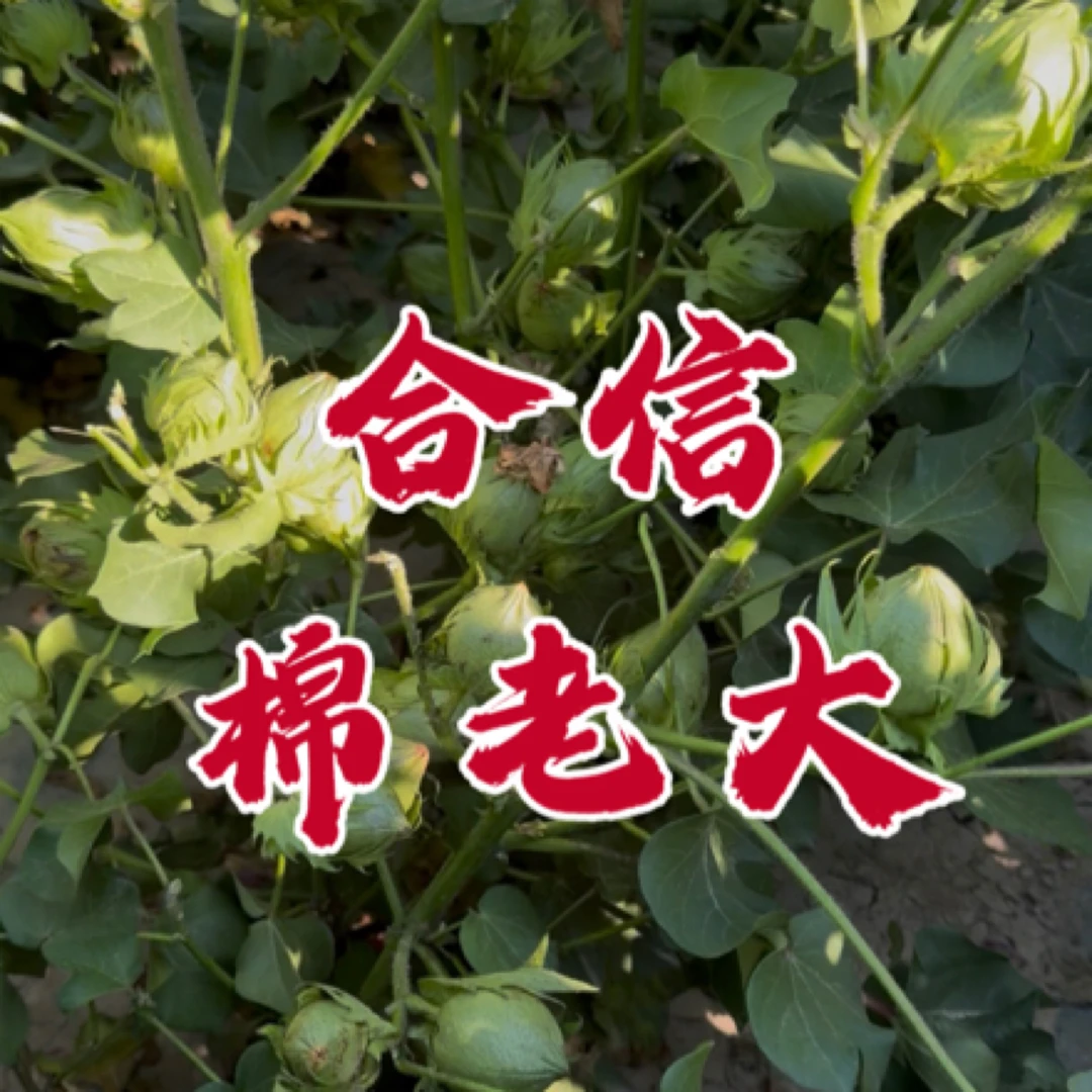 合信种业棉老大棉种定金