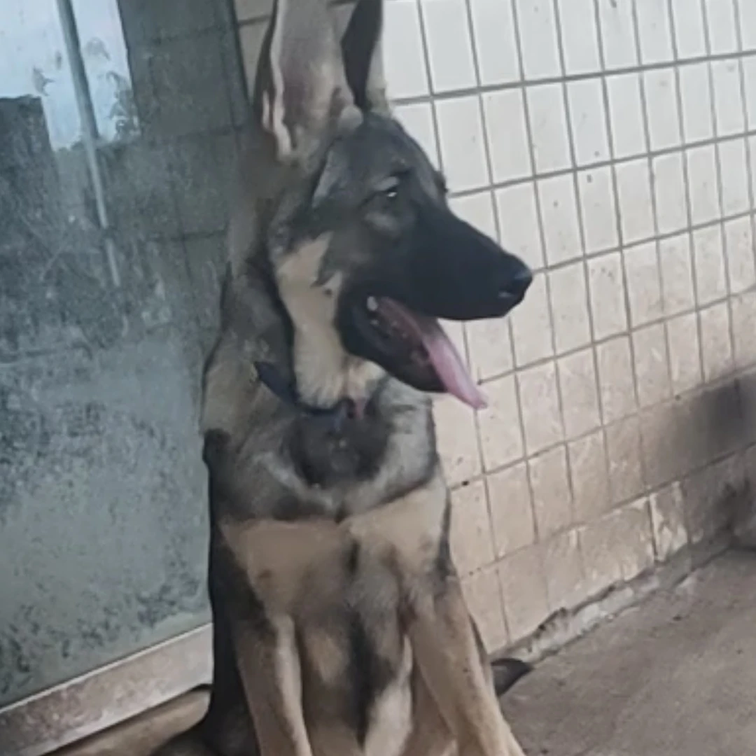 昆明犬幼犬纯种中型犬高智商宠物陪伴护卫看家幼犬