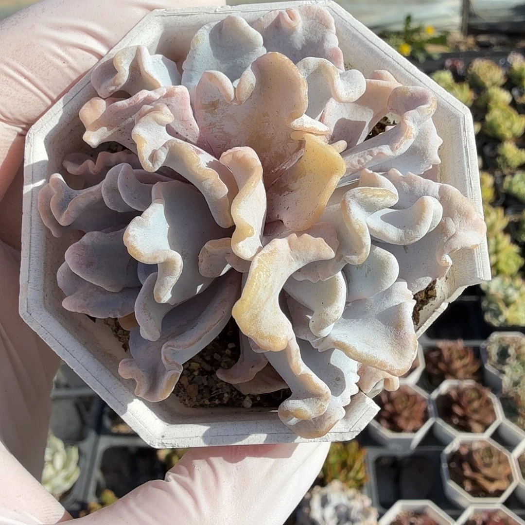 594七公分三头无砍芭蕾舞者满20包邮