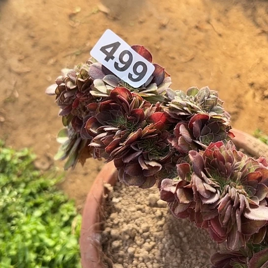 时***流多肉植物一个抹茶499