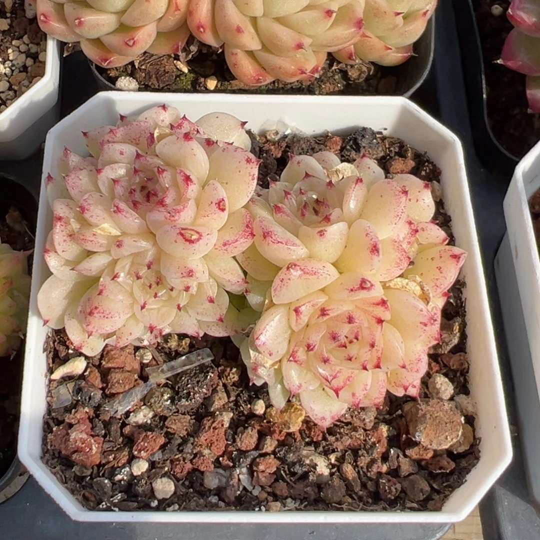 优选麦秆a111福利8767