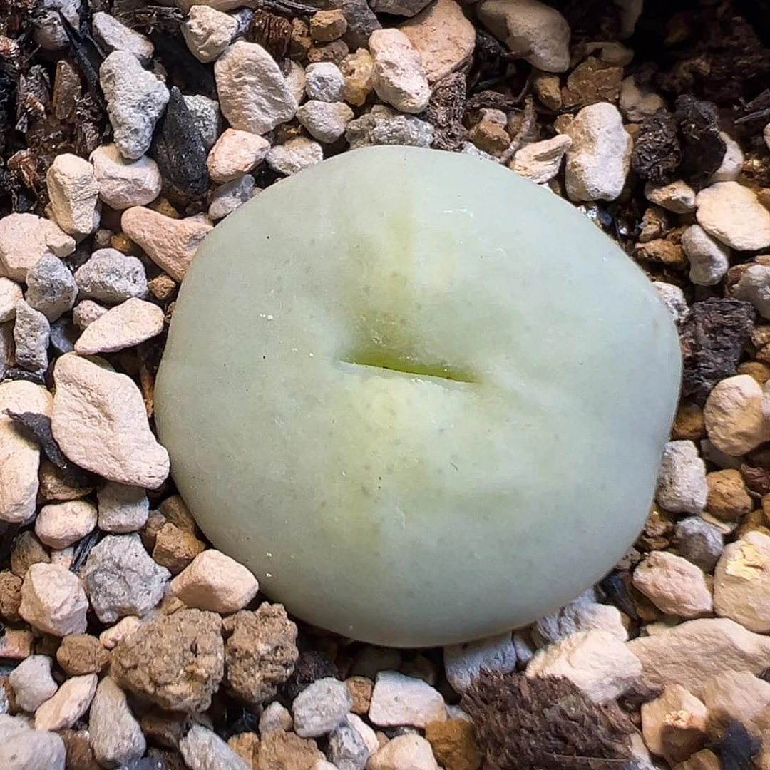 63多肉植物百科知识