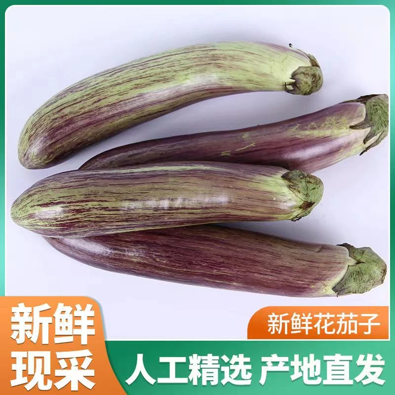 5斤 花茄子 面包茄子 现摘现发 新鲜发货