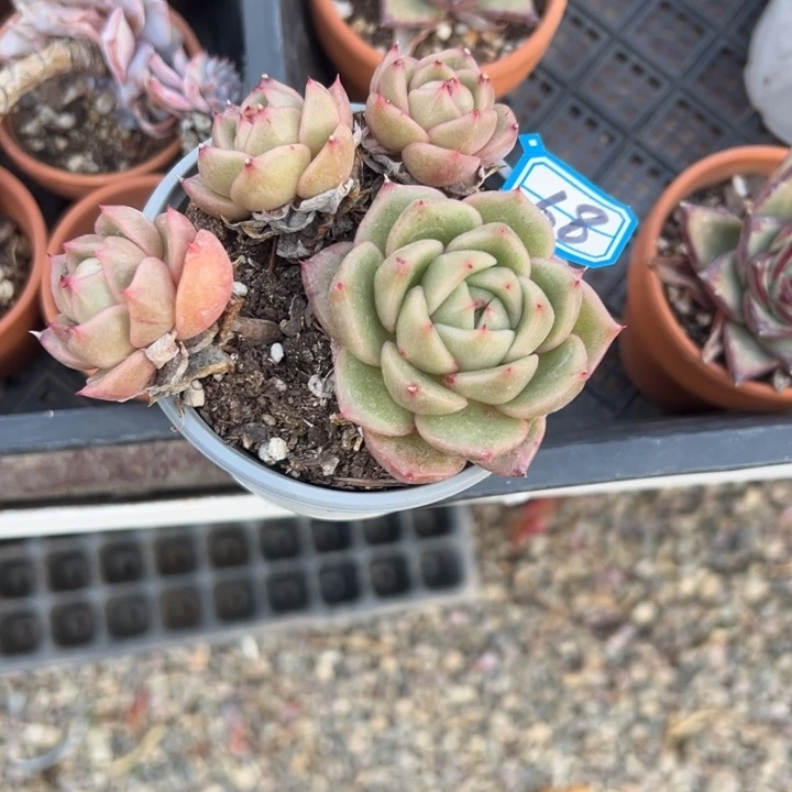 温***阳一物一拍白玫瑰多肉68