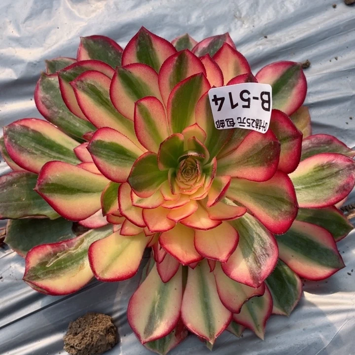 514黑膜锦多肉12345678