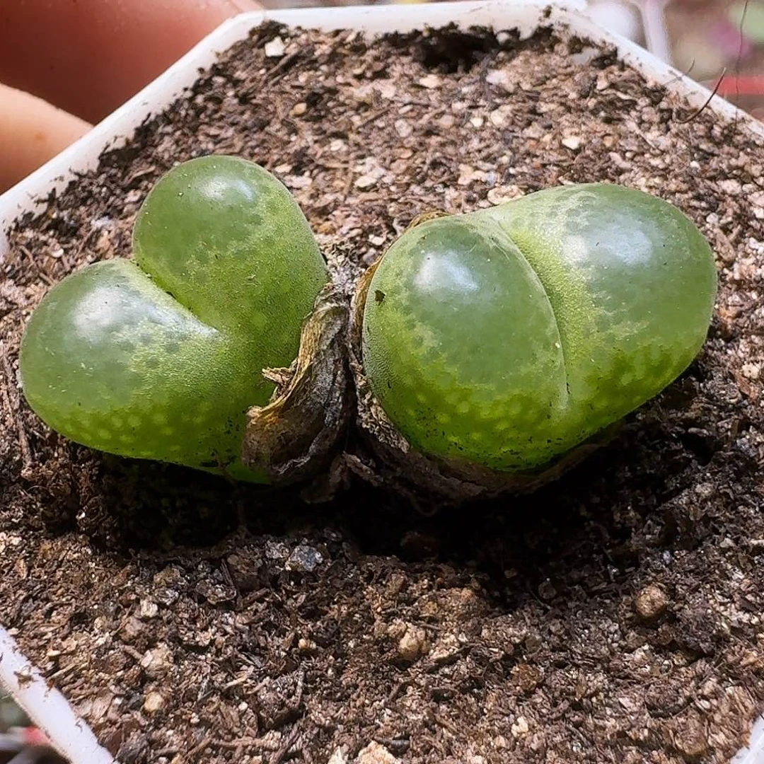 生石花111111。  230