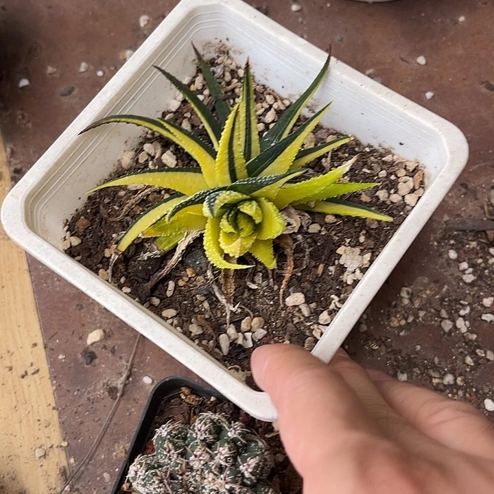 无花朵金城锦一物一拍的