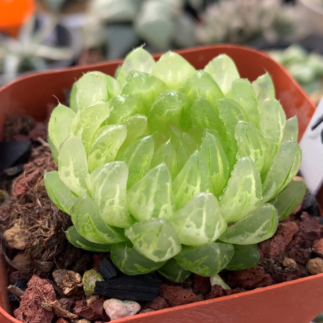 樱变女神玉露锦，带盆