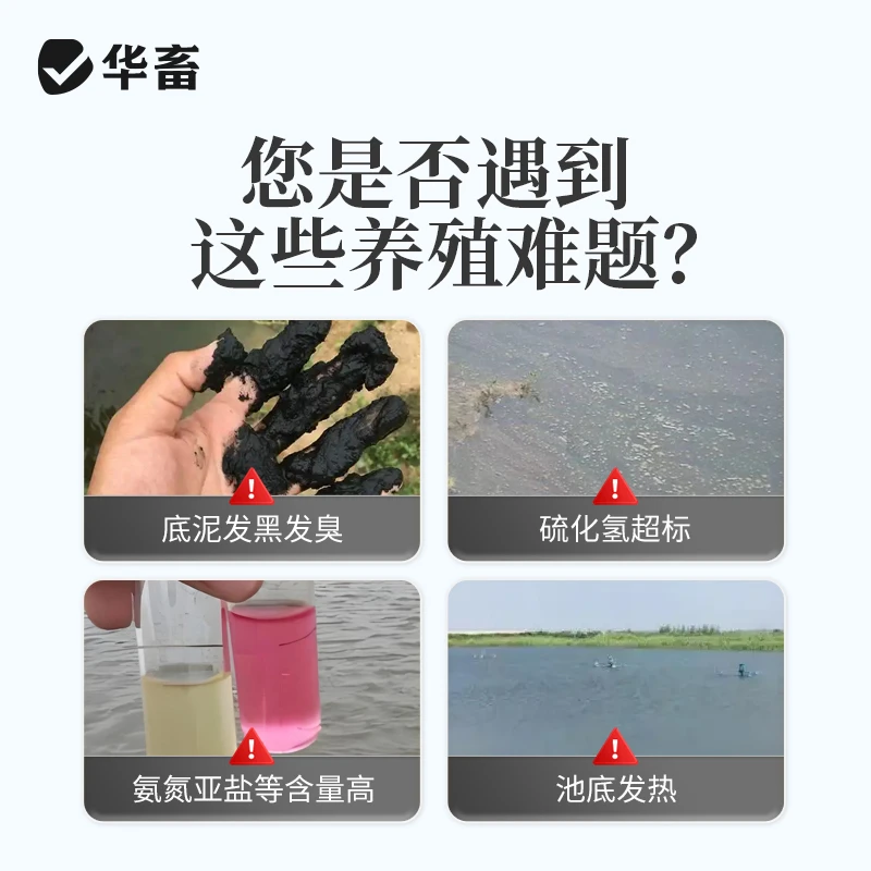 【买1送1】粪硫菌改底颗粒水产养殖硫化氢氧化菌硫细菌底改底改S