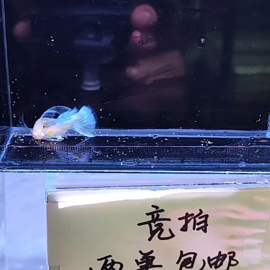 孔雀鱼16蓝白绒球一对